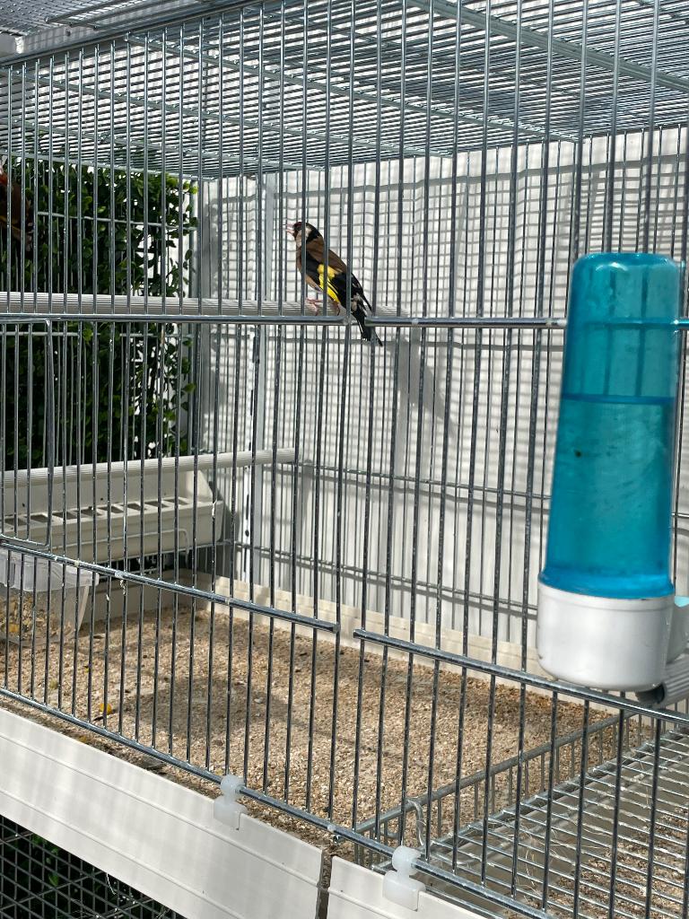 Distelvink, Mâle, Oiseau chanteur sauvage