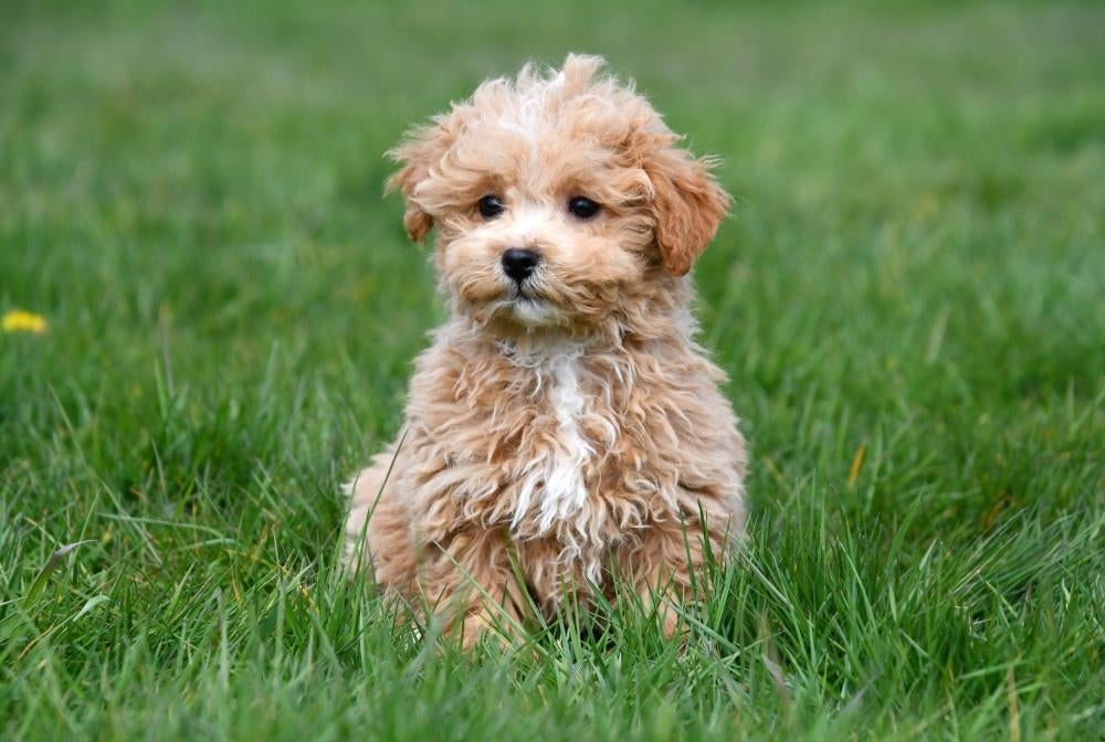 Maltipoo pups te koop, Dieren en Toebehoren, Honden | Chihuahua's en Gezelschapshonden, 15 weken tot 1 jaar, Overige rassen, Buitenland