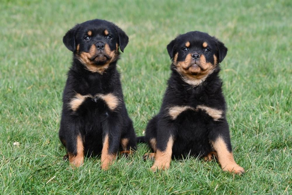 Rottweiler pups te koop - Belgisch, Parvo, België, 8 tot 15 weken, Meerdere