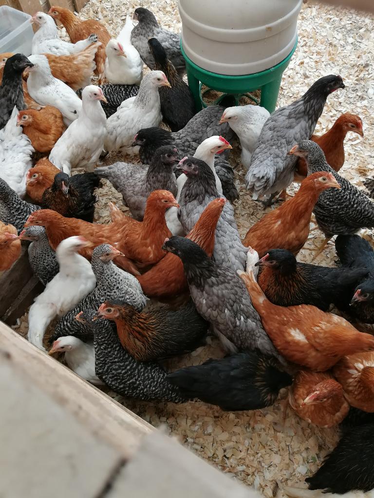 poulets 7 couleurs différentes + d'autres 5+1/10+3 gratuits, Femelle, Poule ou poulet