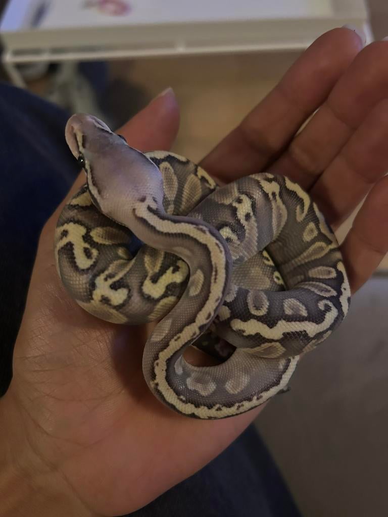 Python royal, Dieren en Toebehoren, Reptielen en Amfibieën, Slang, Met terrarium