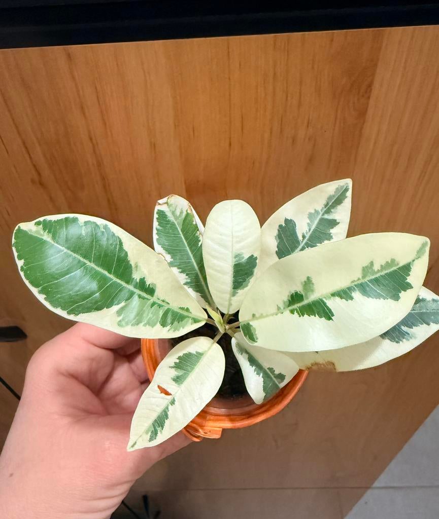 Ficus microcarpa “Albomarginata”, Huis en Inrichting, Kamerplanten, Ophalen of Verzenden, Ficus