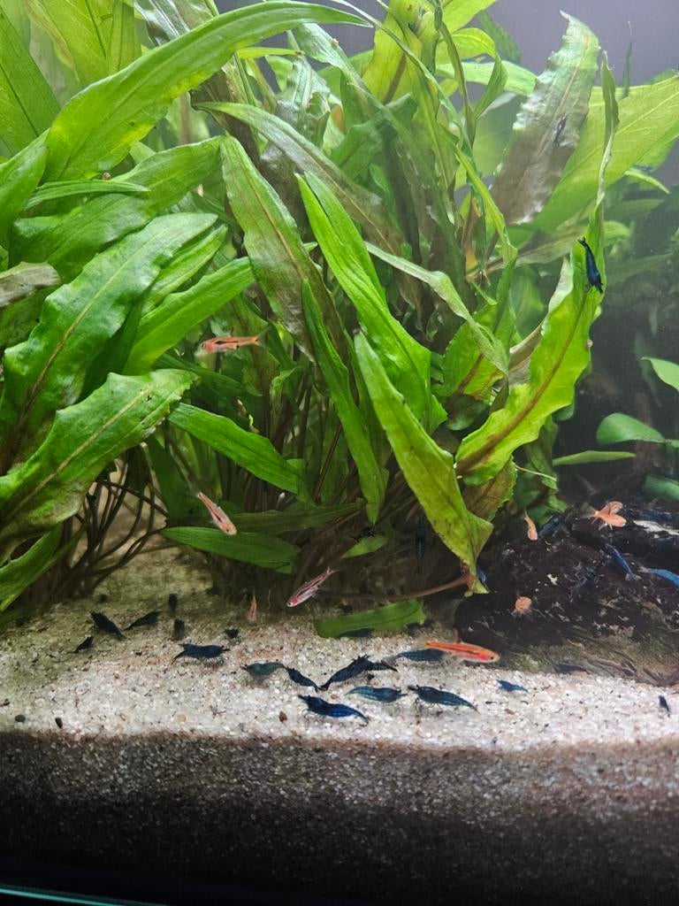 Neocaridina blue dream garnalen