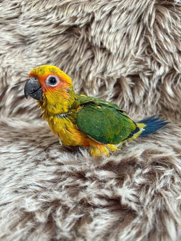 Conure soleil Mâle EAM à réserver, Mâle, Perroquet, Domestique