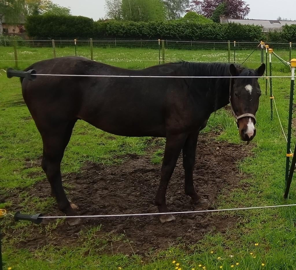 Étalon Quarter Horse, Mai, Mâle