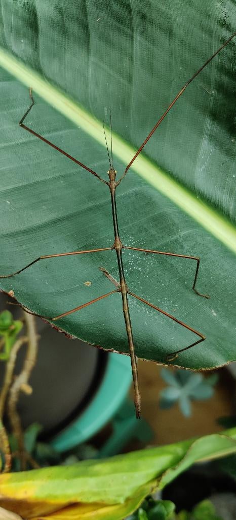 Wandelende takken - Ramulus angustior, Dieren en Toebehoren, Insecten en Spinnen, Wandelende tak