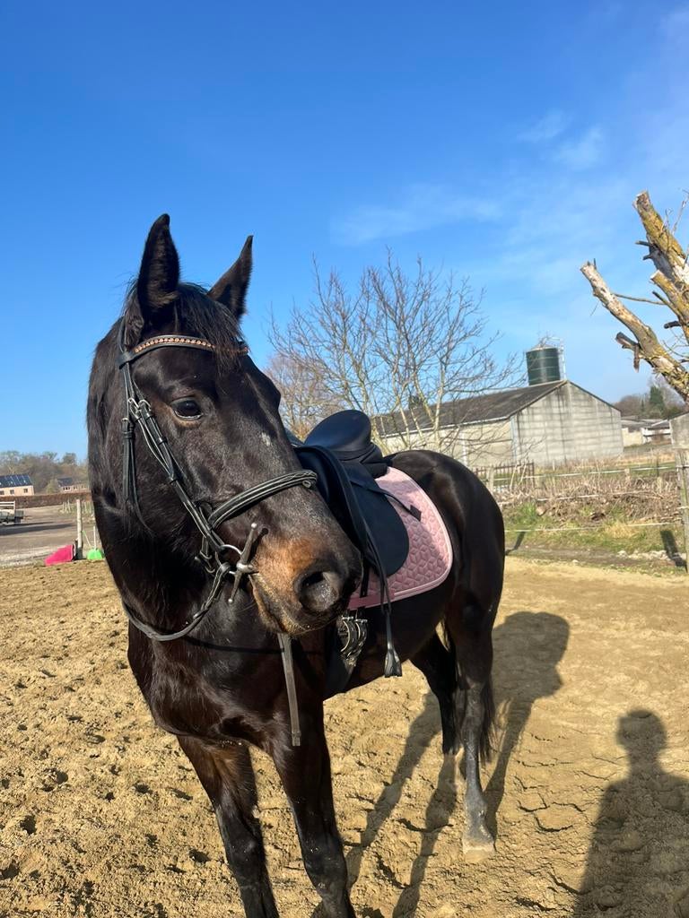 Lessen, Dieren en Toebehoren, Stalling en Weidegang