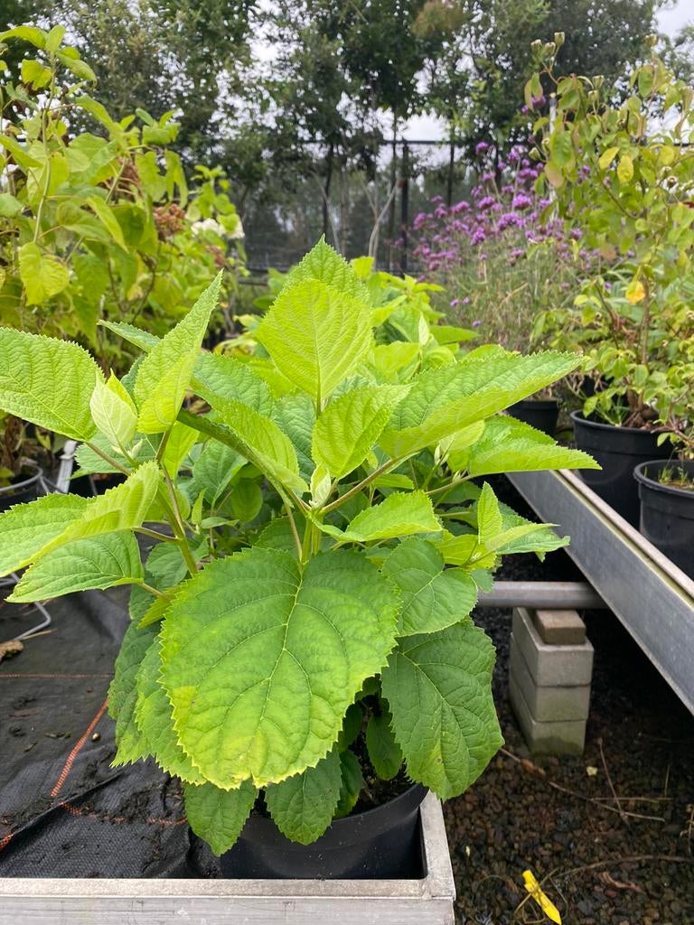 Hydrangea arborescenes 'Annabelle', Hagen en sierheesters., Ophalen, Hortensia, Minder dan 100 cm