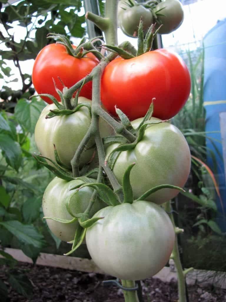 5 graines de tomate Saint-Pierre - ancienne tomate française, Envoi, Printemps, Graine