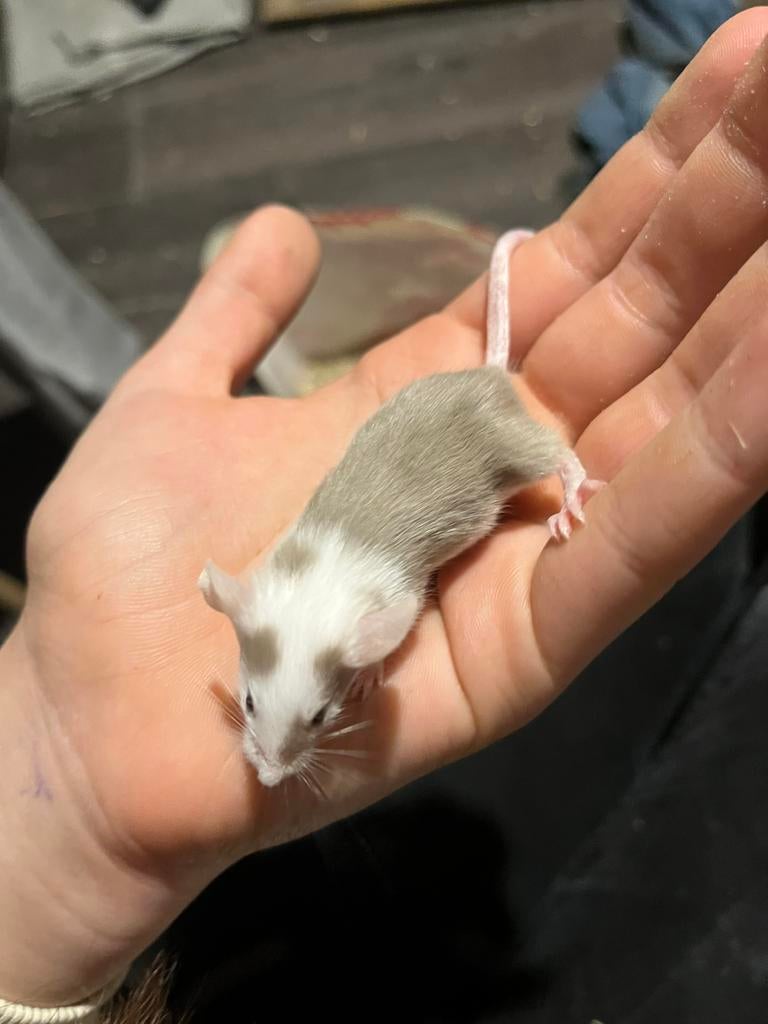 Superlieve handtamme kleurmuisjes, Dieren en Toebehoren, Knaagdieren, Muis, Januari, Meerdere dieren, Tam