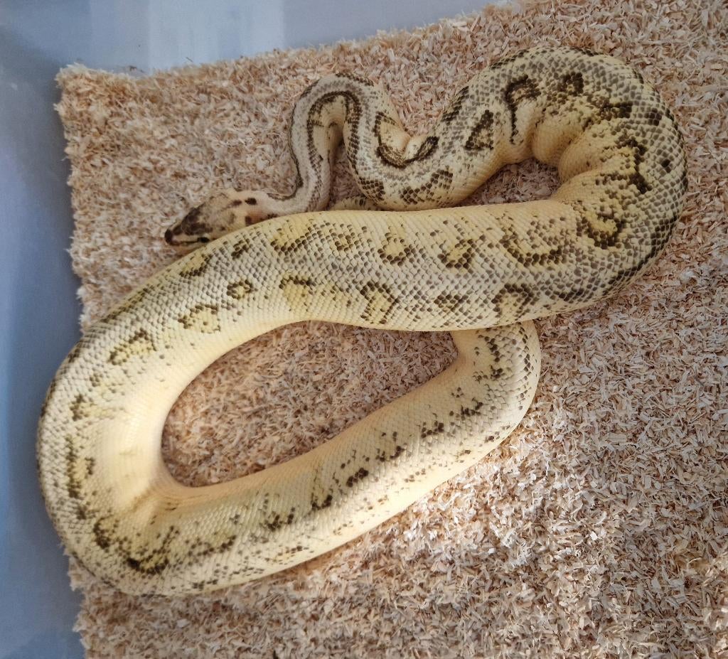 Volwassen Pastel Pinstripe OD Yb dbl het Clown Pied man, Serpent, Domestique, 3 à 6 ans