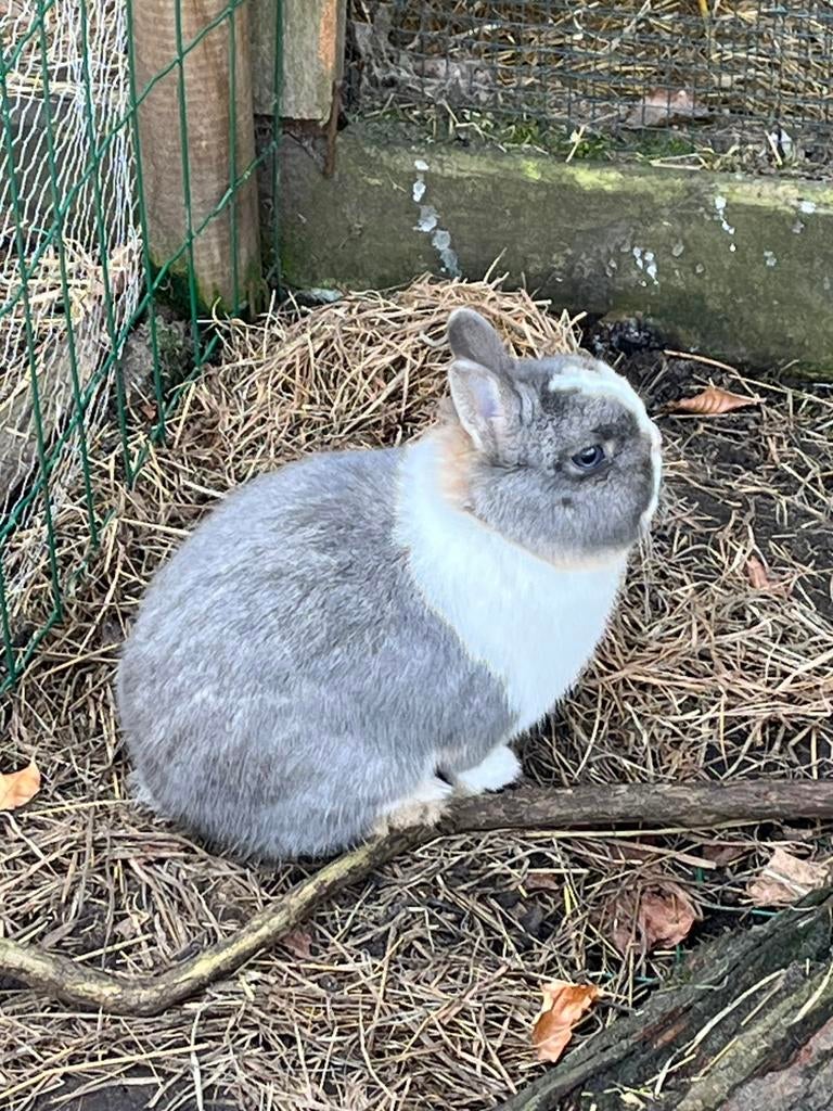 Prachtige jonge kleurdwerg dekram, Petit