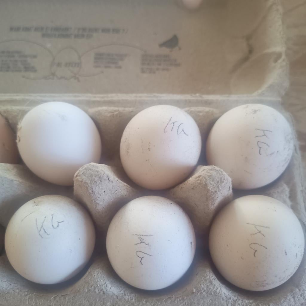 Broedeieren van het Kempens hoen, Ophalen