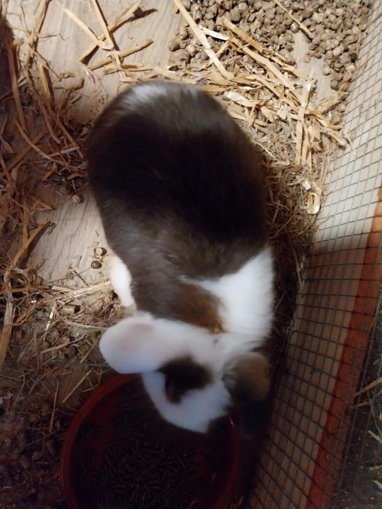 Lapin nain hollandais à oreilles tombantes, Animaux & Accessoires, Lapins, Nain, Mâle, 0 à 2 ans, Oreilles tombantes