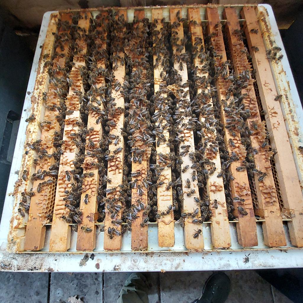 Bijenvolk te koop simplex 6raam en 11raam, Dieren en Toebehoren, Bijen