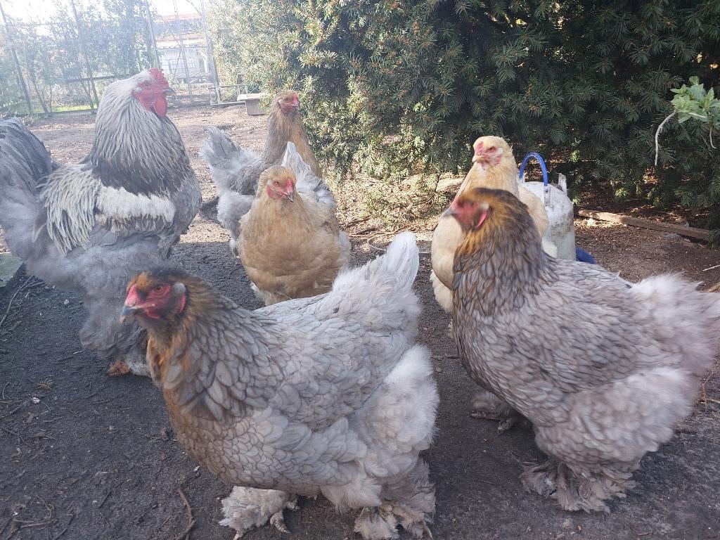 Brahma Broedeieren, Sexe inconnu, Poule ou poulet