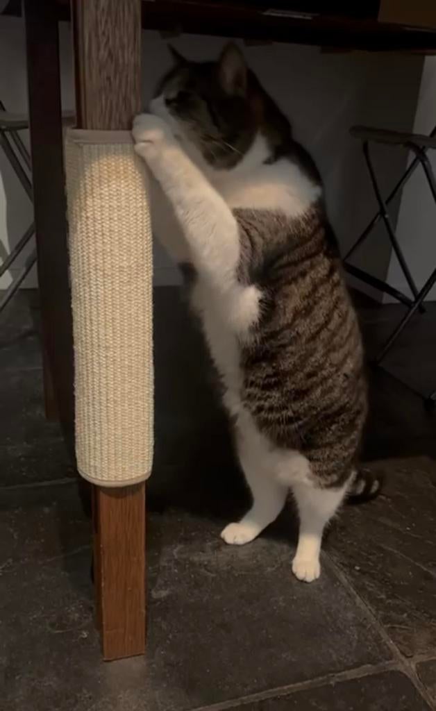 Verstelbare krabmat (tafel/stoelpoot) KDG mini onderneming, Dieren en Toebehoren, Ophalen of Verzenden, Nieuw