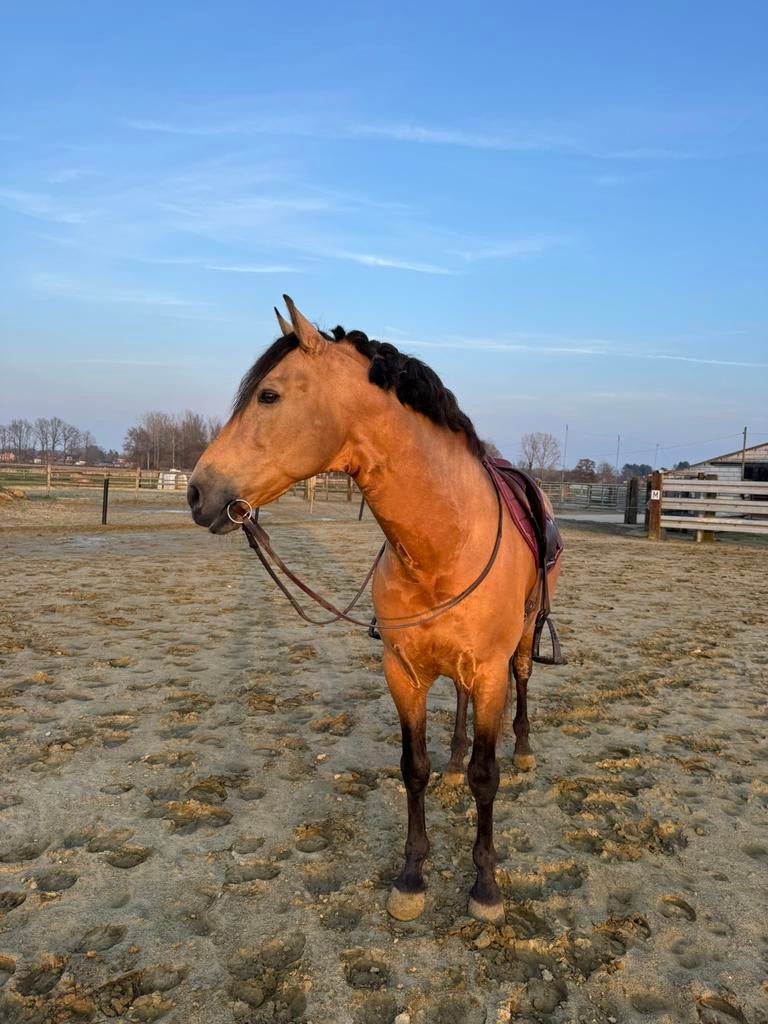 Ter dekking, Animaux & Accessoires