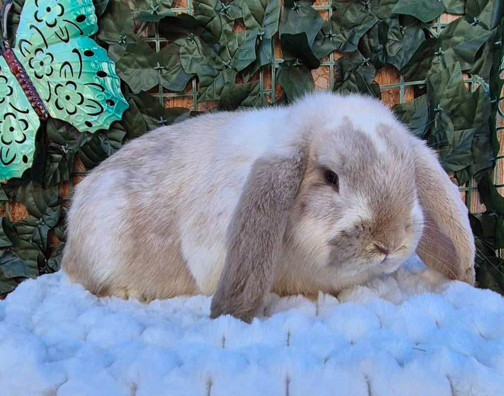 Franse hangoor voedster, Dieren en Toebehoren, Konijnen, Hangoor