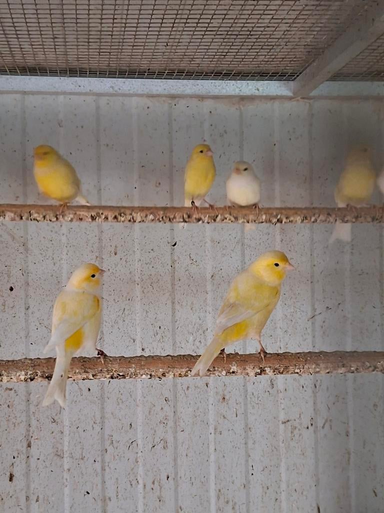Kanaries geel kweekrype vogels  nog 4 koppels  30euro koppel