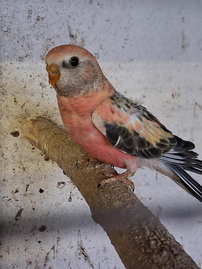 Bourke opaline met veel geel, Dieren en Toebehoren, Vogels | Parkieten en Papegaaien, Geslacht onbekend, Parkiet, Geringd