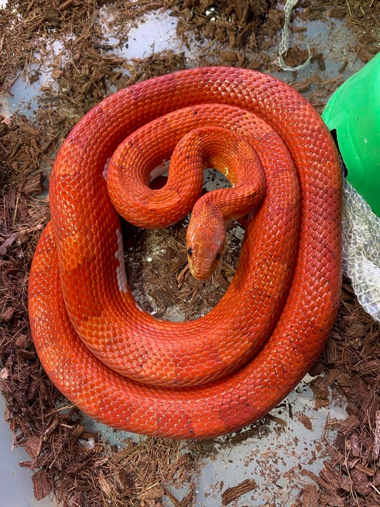 0.1 bloodred piedsided 2023, Animaux & Accessoires, Serpent, Domestique, 3 à 6 ans