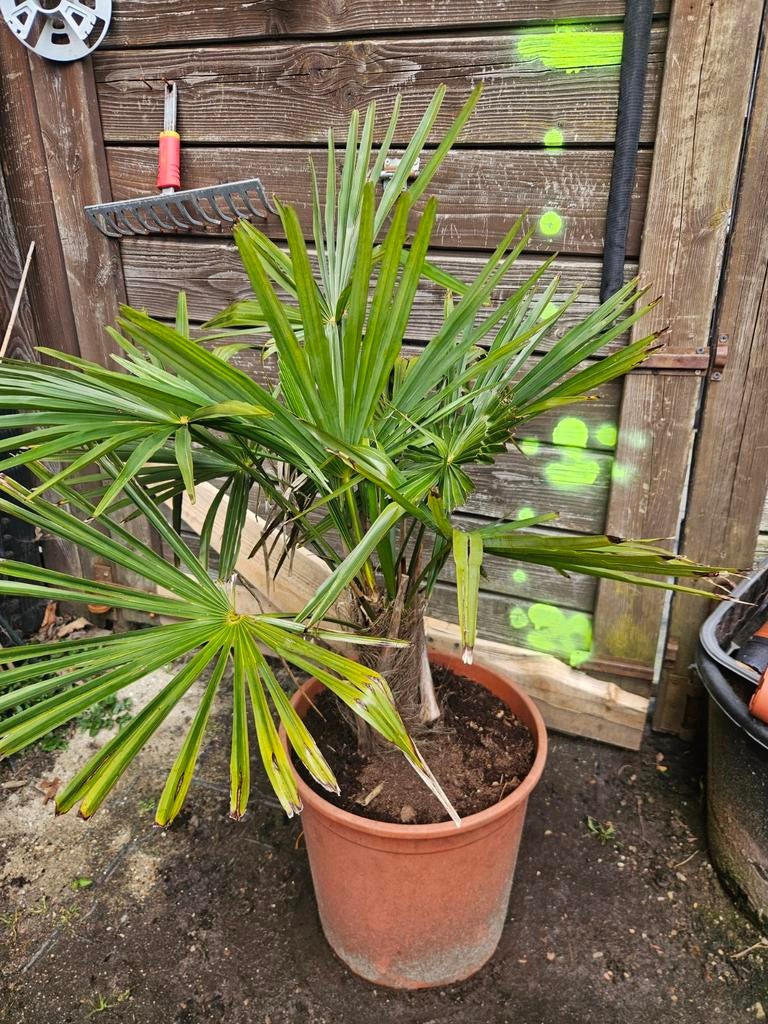 Trachycarpus fortunei - Waaierpalm, Tuin en Terras, Volle zon, Vaste plant, Zomer, Ophalen