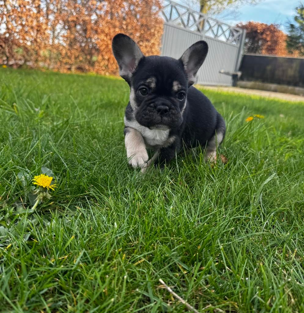 Franse bulldog pup reu, Chien (mâle), Hépatite contagieuse (maladie de Rubarth), Belgique, 8 à 15 semaines