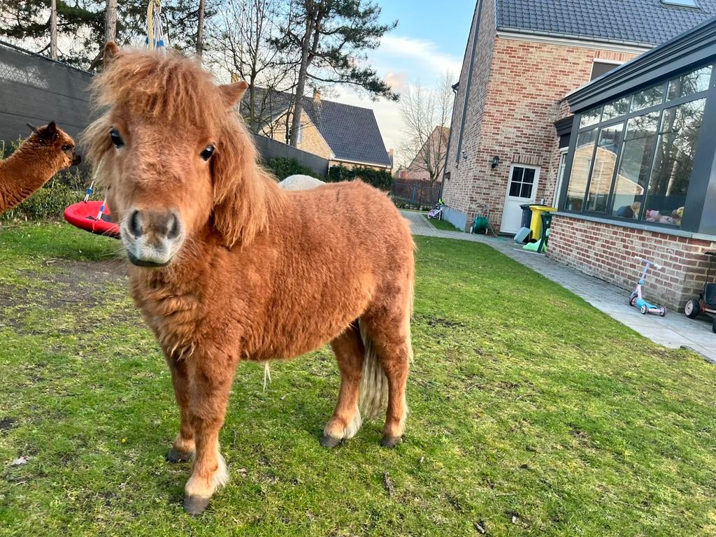 Vosbruine mini merrie - 75 cm groot, Merrie, Ontwormd