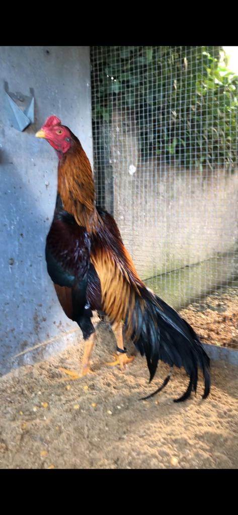 Broedeieren hint, Dieren en Toebehoren, Pluimvee, Geslacht onbekend, Kip