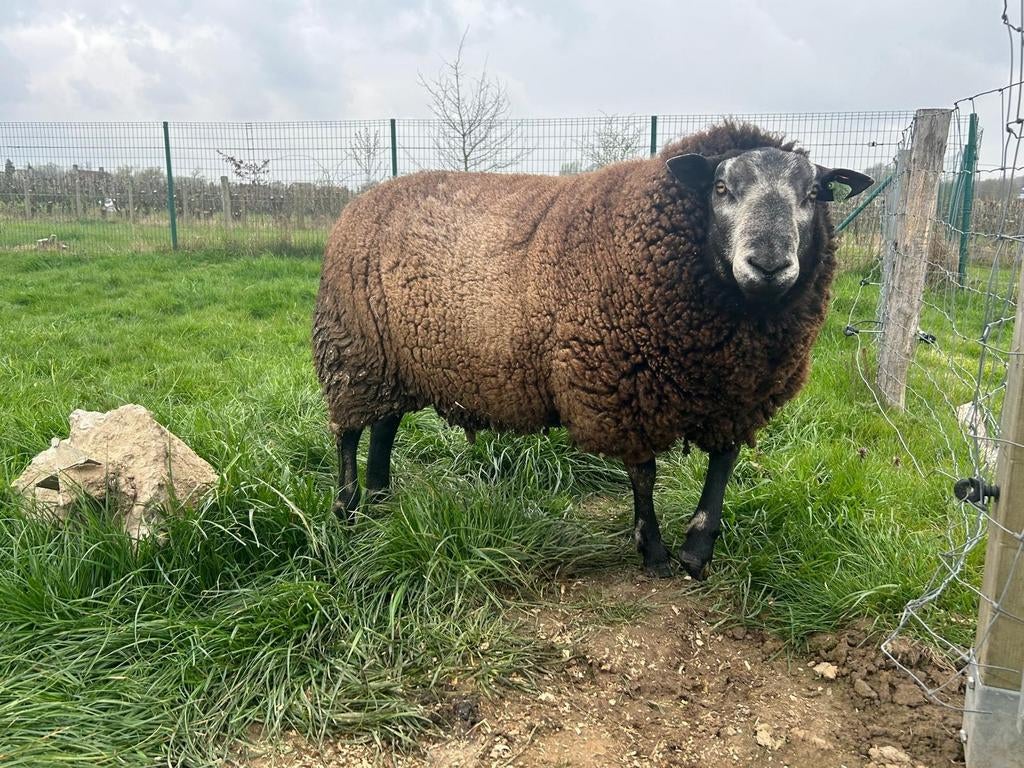 Blauwe swifter ram, Dieren en Toebehoren, Schapen, Geiten en Varkens, Mannelijk, Schaap, 3 tot 5 jaar