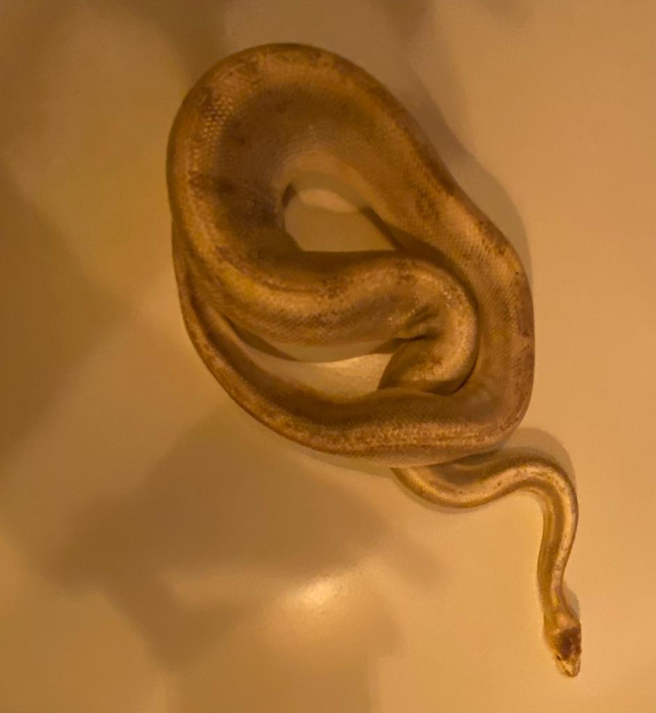 Ball Python – Man, Animaux & Accessoires, Serpent, 7 à 10 ans