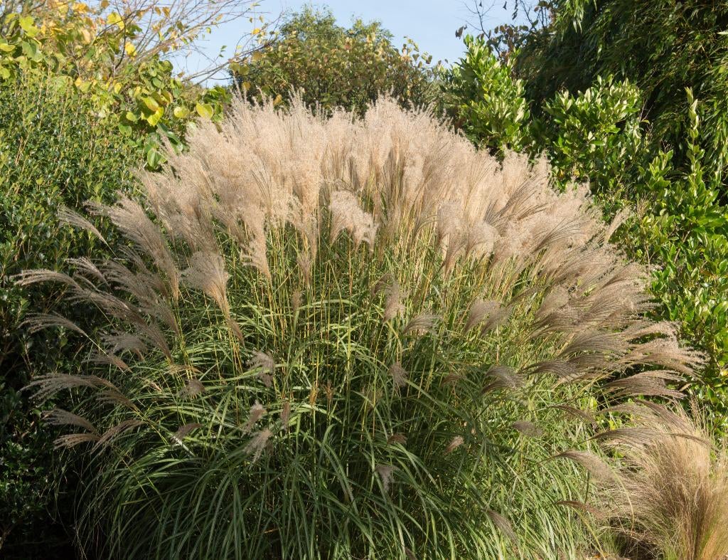 Miscanthus - Prachtriet, Jardin & Terrasse, Plantes | Jardin, Plante fixe, Graminées ornementales, Plein soleil, Automne, Enlèvement