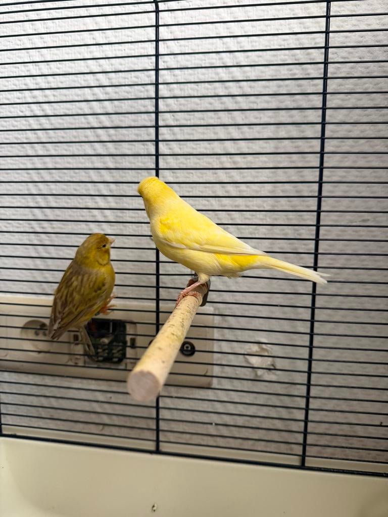 Oiseaux canaris a vendre, Sexe inconnu, Canari chanteur