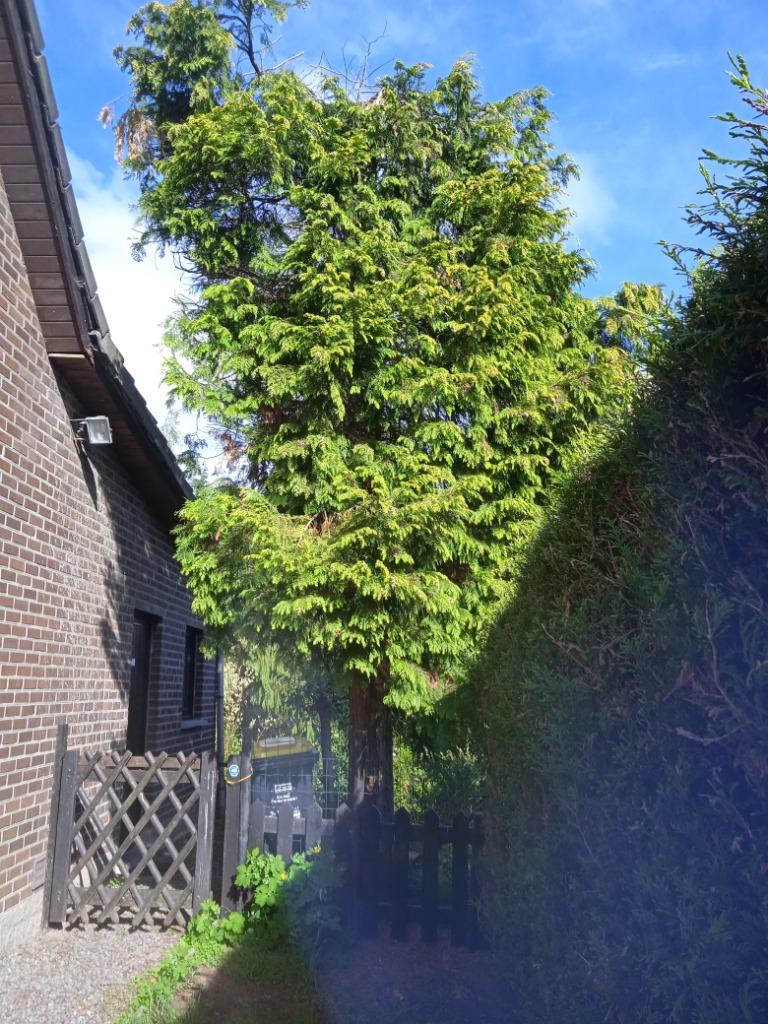 3sapins+1bouleau à élaguer,prendre le bois gratuitement, Jardin & Terrasse, Bois de chauffage, Enlèvement ou Envoi, Autres essences de bois