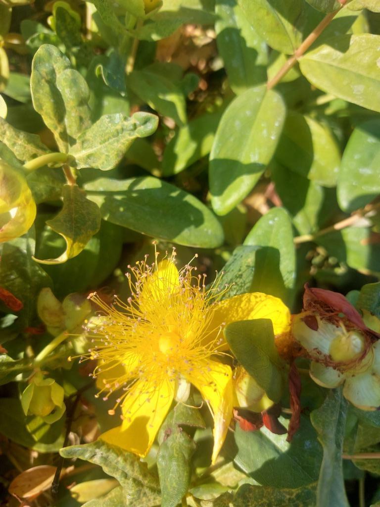 Hersthooi/Hypericum calycinum, Ophalen, Bodembedekkers, Vaste plant, Halfschaduw