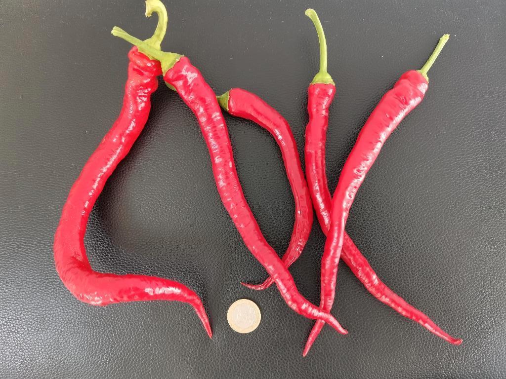 Sweet Cayenne zoete paprika - 5 zaden, Verzenden, Voorjaar, Volle zon, Zaad