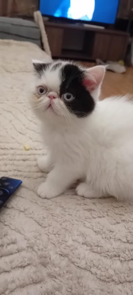 Poes Exotish, Chatte ou Chat, Vermifugé, 0 à 2 ans