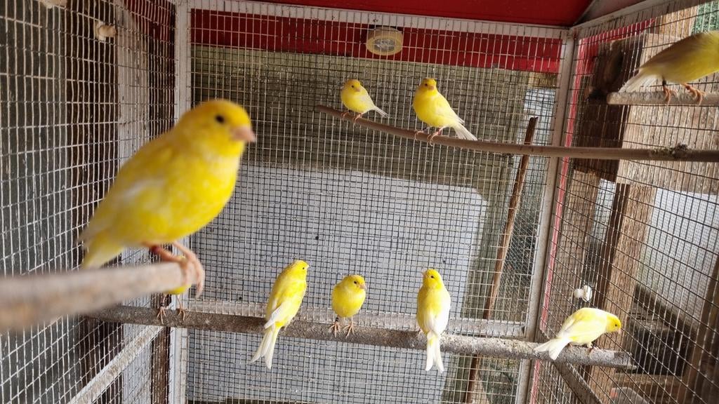 Waterslagers, Dieren en Toebehoren, Vogels | Kanaries