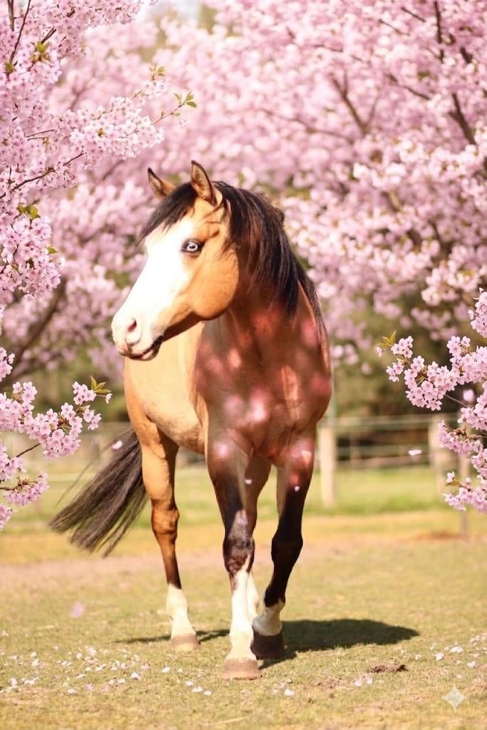 AQHA Homozygoot Dun hengst Ter dekking, Animaux & Accessoires, Poneys, Étalon