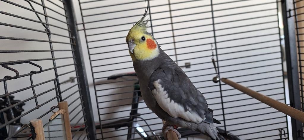 Valkparkiet man spreek zijn naam en kiekeboe en kopjekrauw ., Dieren en Toebehoren, Vogels | Parkieten en Papegaaien, Papegaai