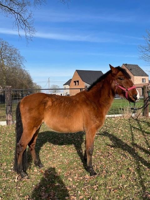 Spaans recreatiepaardje., Ruin, Zadelmak, 11 jaar of ouder, Recreatiepony