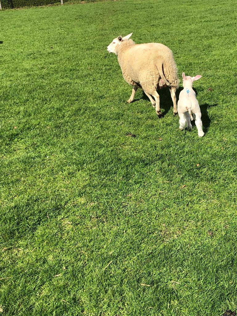 Schaap met ooilam, Dieren en Toebehoren, Vrouwelijk, Schaap, 3 tot 5 jaar
