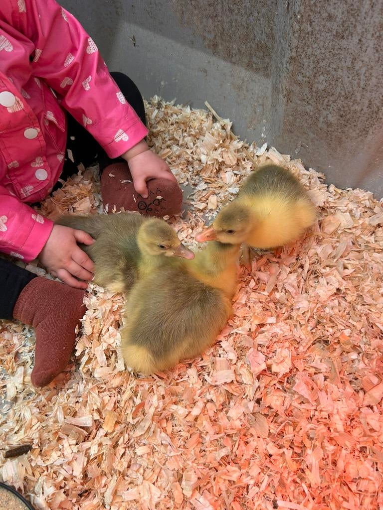 Krulveer gans kuikens, Dieren en Toebehoren, Pluimvee, Geslacht onbekend, Gans of Zwaan