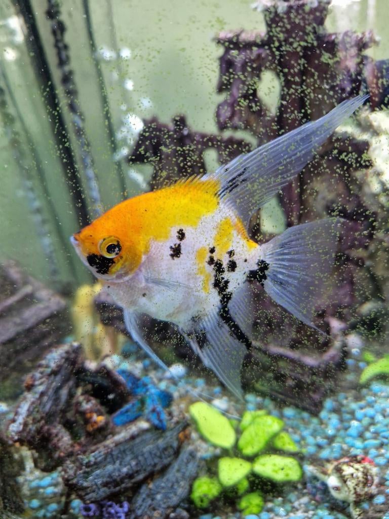 Maanvis voor een nieuwe thuis, Dieren en Toebehoren