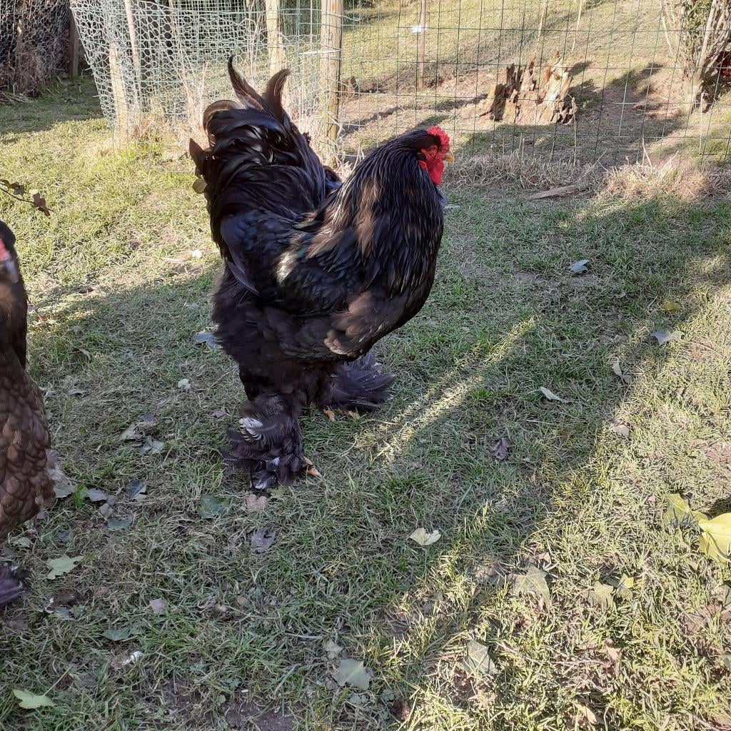 BROEDEIEREN, Dieren en Toebehoren, Kip