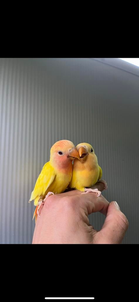 Dwergpapegaaien, Dieren en Toebehoren, Geslacht onbekend, Dwergpapegaai of Agapornis, Geringd