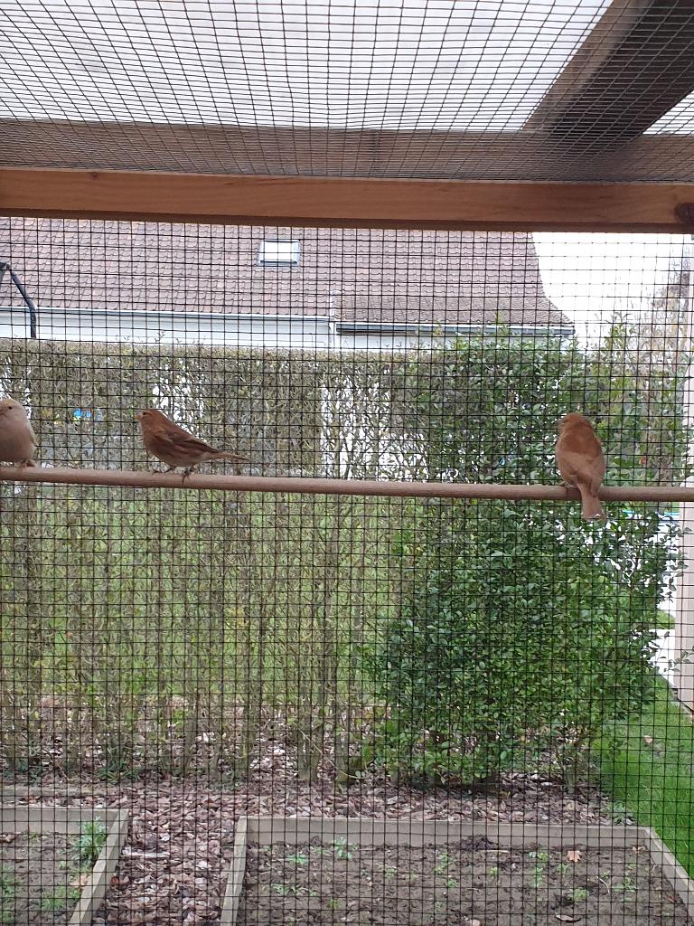 Barmsijs Cabaret 2025 geringd, Meerdere dieren, Wildzangvogel, Geringd