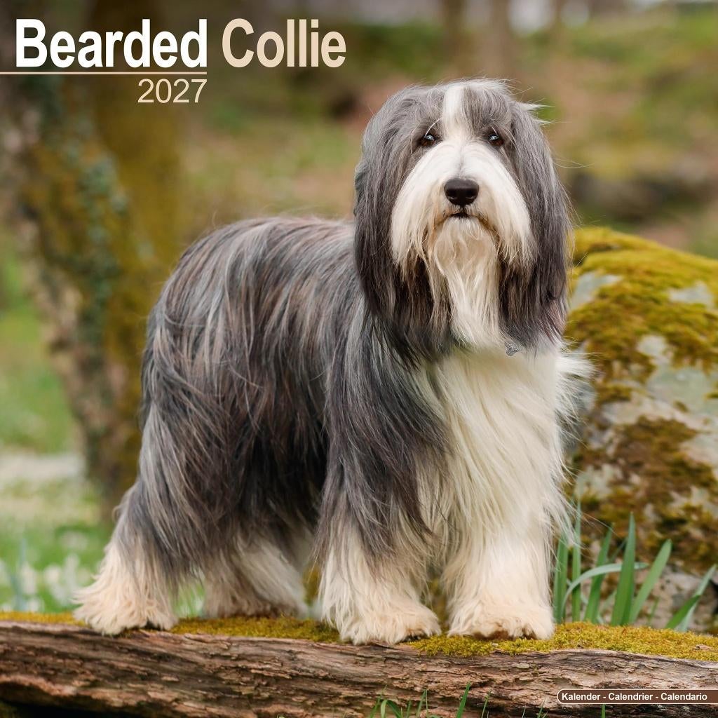 Calendrier Bearded Collie 2027 en précommande, Divers, Calendriers, Neuf, Calendrier annuel, Envoi