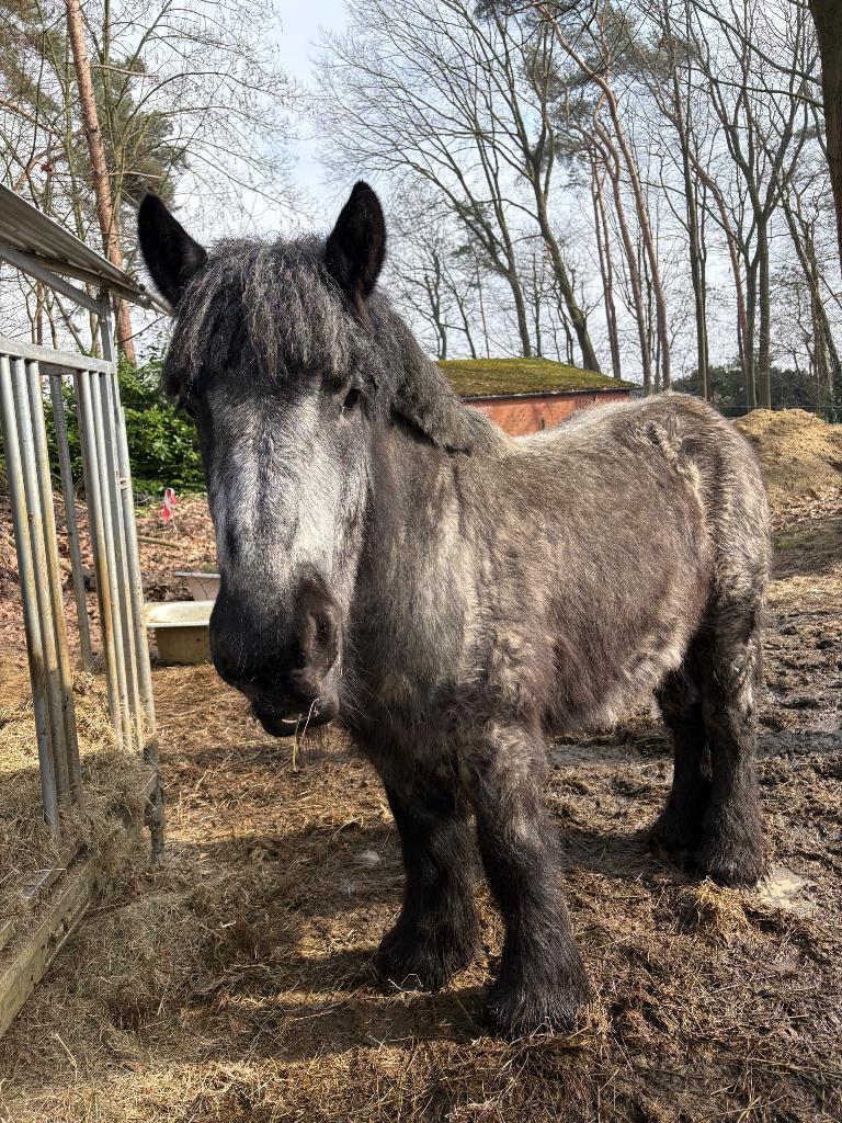 Brabants trekpaard (ruin), Avec pedigree, Hongre, Cheval d'attelage, 160 à 165 cm